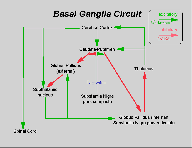 Basal Chart Not