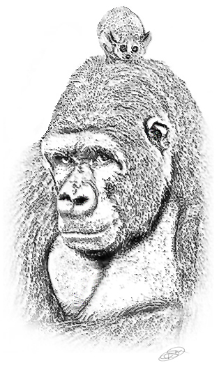 'Gorilla, Mouse and Lemur', Drawing by David Royal