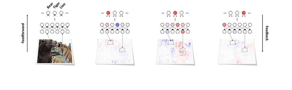 NEURAL BASES OF VISUAL AWARENESS