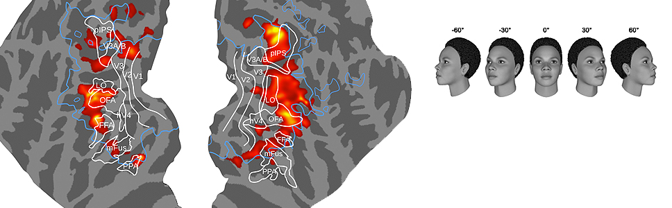 FACE AND OBJECT PROCESSING