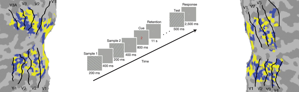 VISUAL WORKING MEMORY